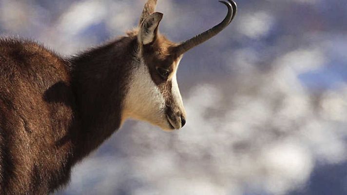 Jara y sedal - El secreto de Los Ancares