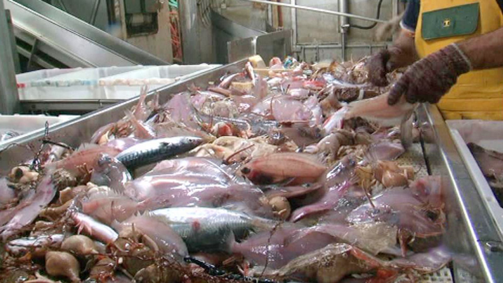 Comando Actualidad - La polémica pesca de "descarte"