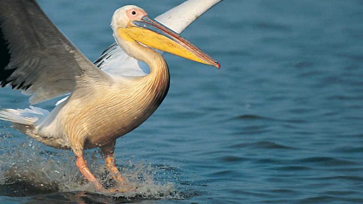 Grandes documentales - África: El Cabo
