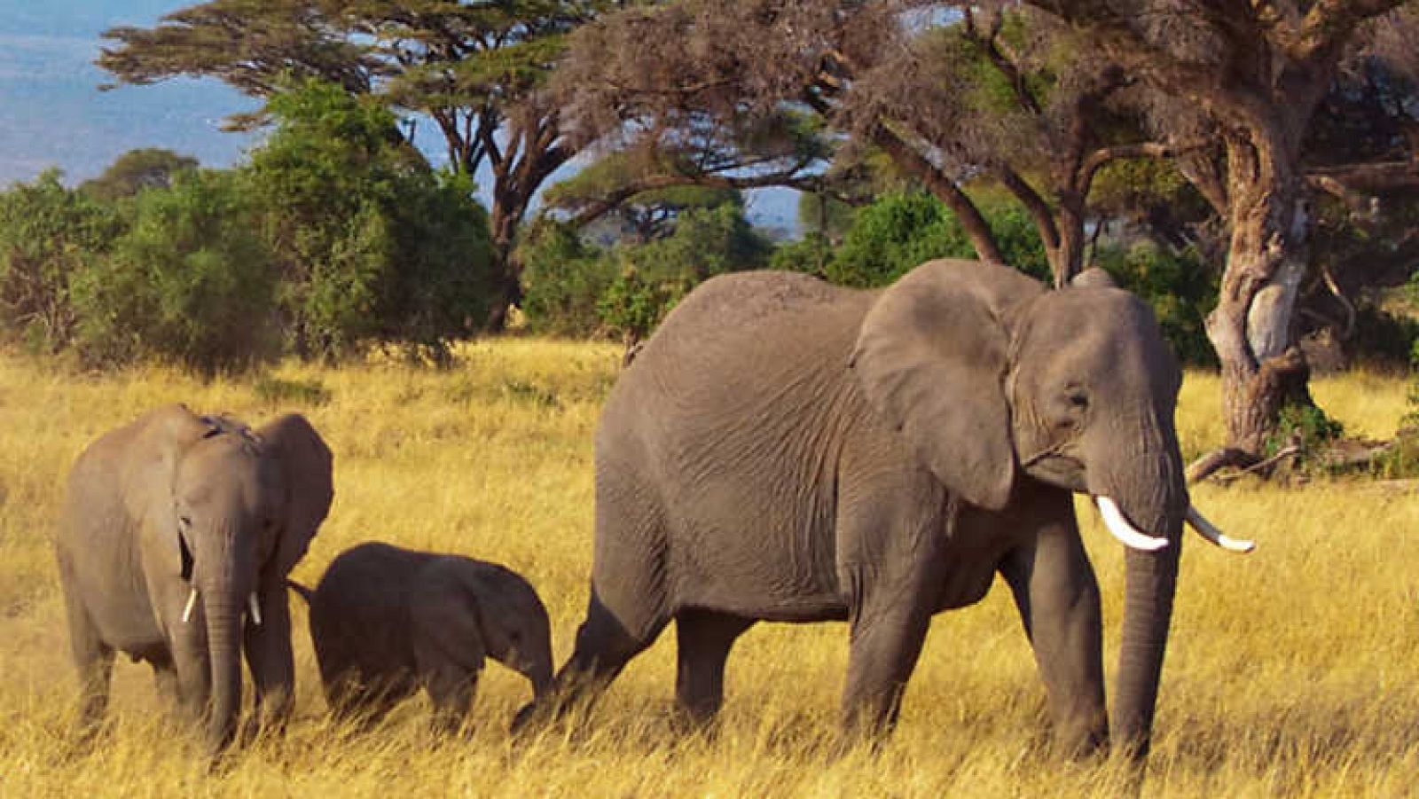 Grandes documentales - África: El futuro - ver ahora