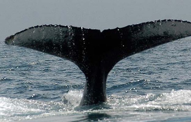  - Nadando entre ballenas