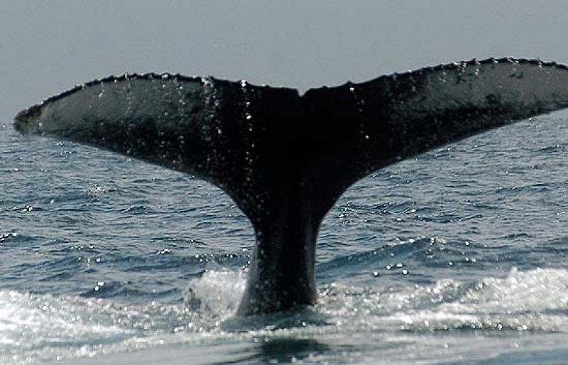 Nadando entre ballenas en Sidney | Ver