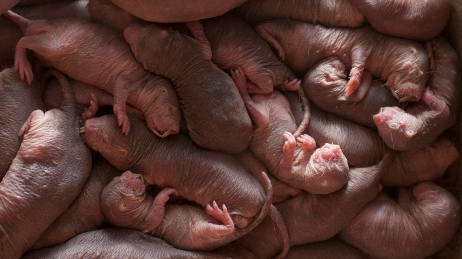 Grandes documentales - África: El Sahara - ver ahora