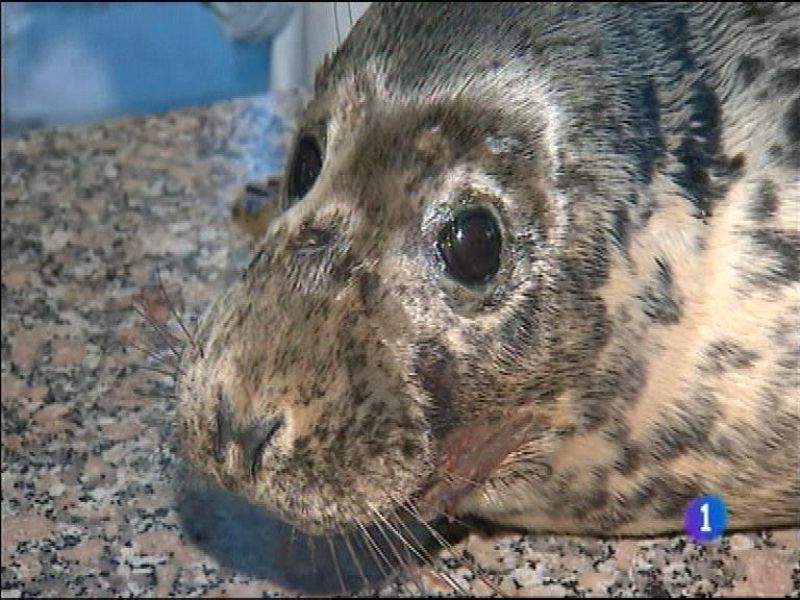 Asturias en 2' - 13/02/14 | Ver