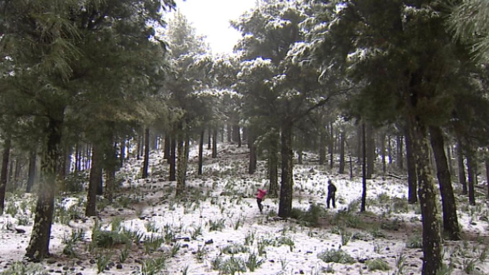 Canarias en 2'- 15/02/14 | Ver
