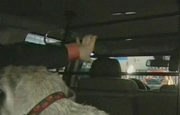  - Las mascotas deben viajar sujetas