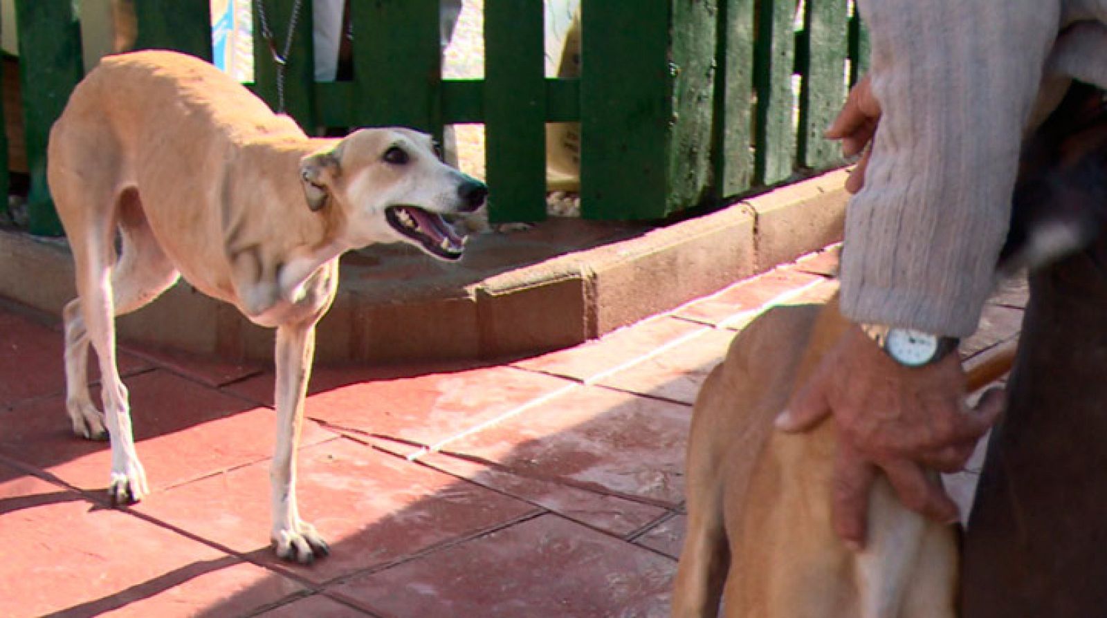 Repor - Vida galga - Avance