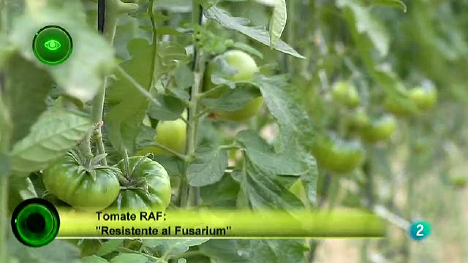 Agrosfera - En primer plano - Tomate R.A.F.