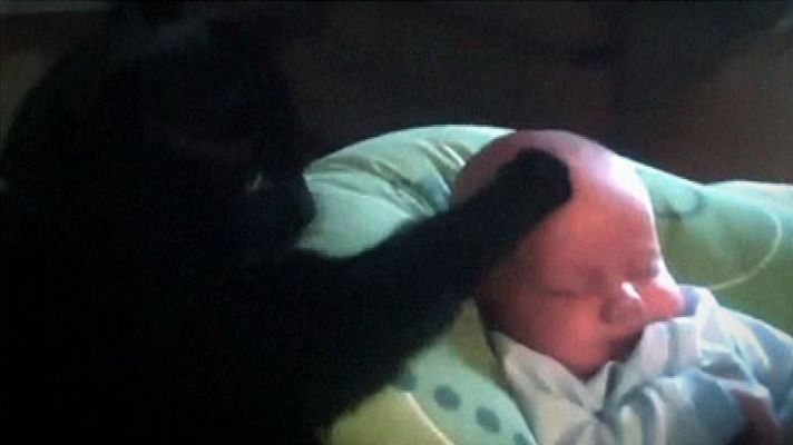 Alaska y Coronas - Un gato con instinto maternal