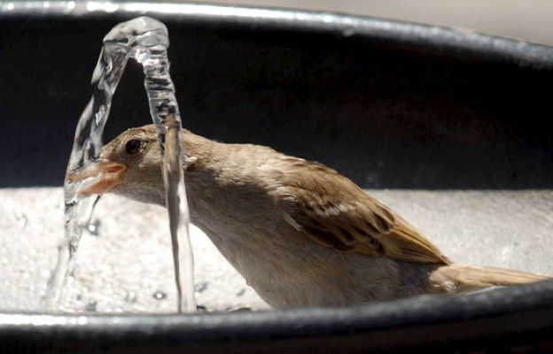 Telediario 1 - Telediario en 4' - 05/08/08