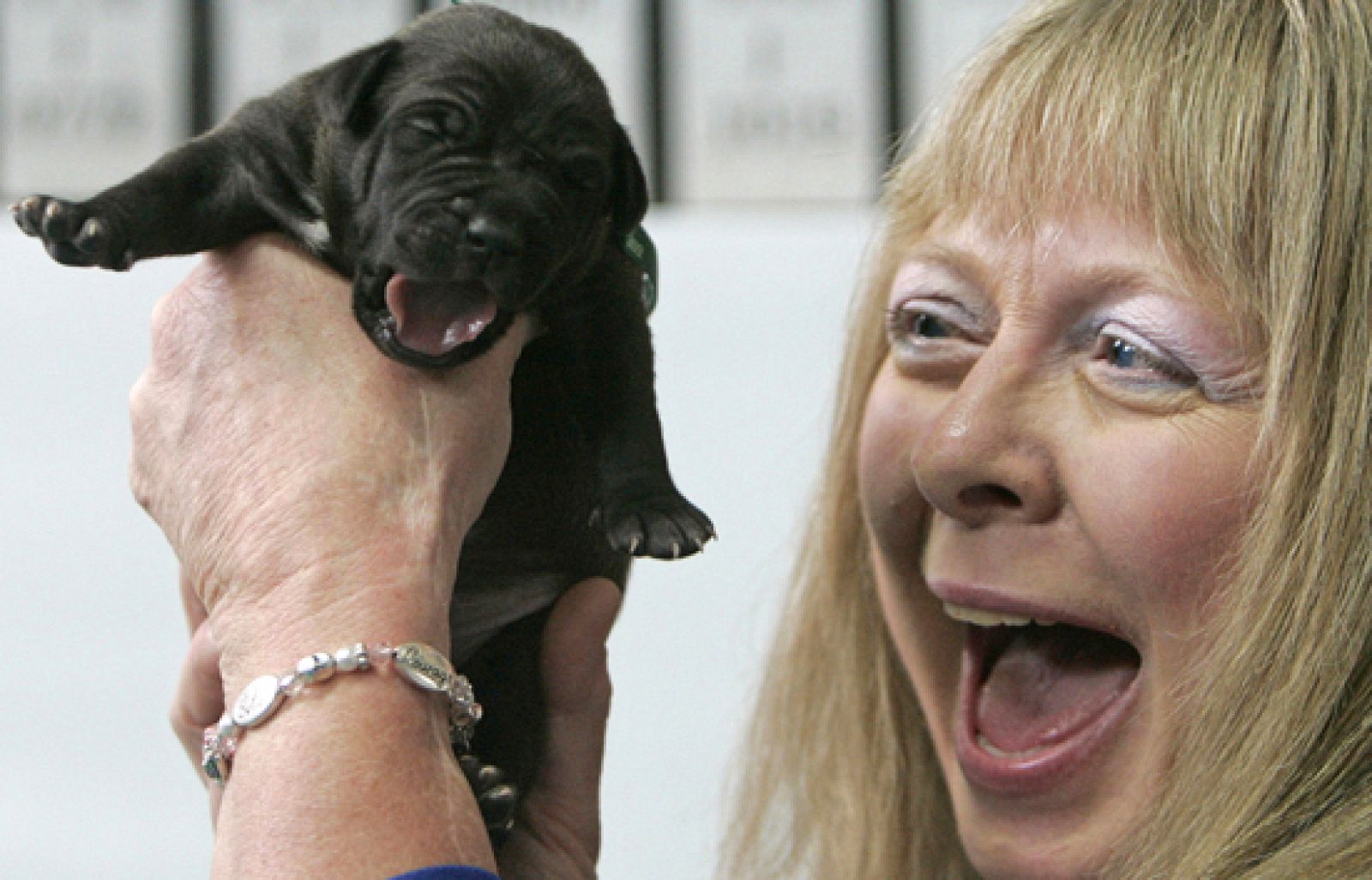Clonación comercial en Corea del Sur
