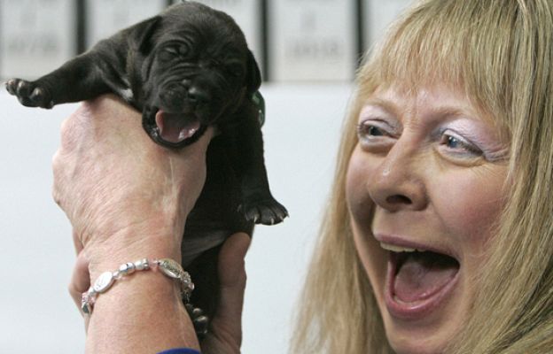  - Clones comerciales en Corea del Sur