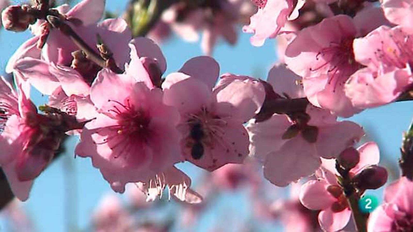 Agrosfera - 08/03/14 - ver ahora