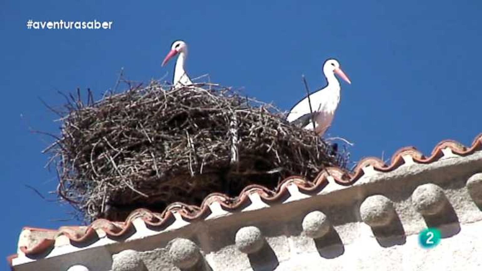 La aventura del saber - 10/03/14 - ver ahora