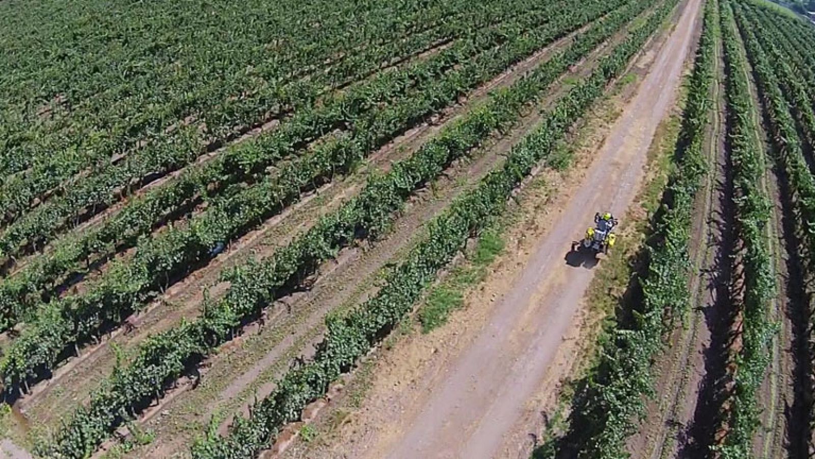 Del vino al codillo - Diario de un nómada | Ver