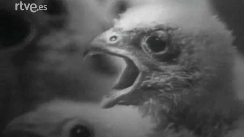 Fauna - El cernícalo (I)