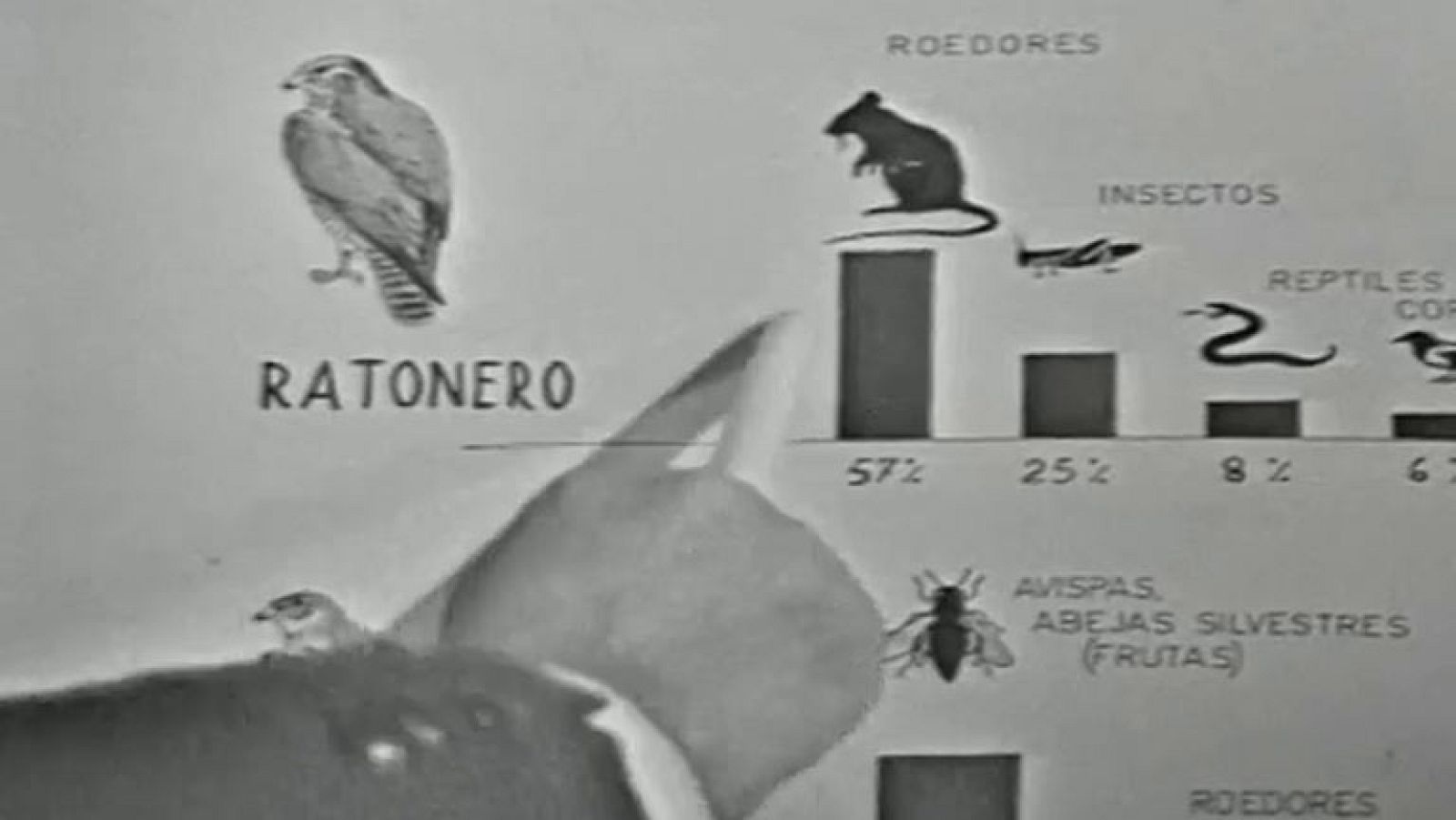 Fauna - El cernícalo (II)