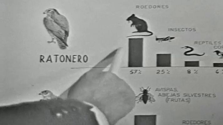 El planeta azul - El cernícalo (II)