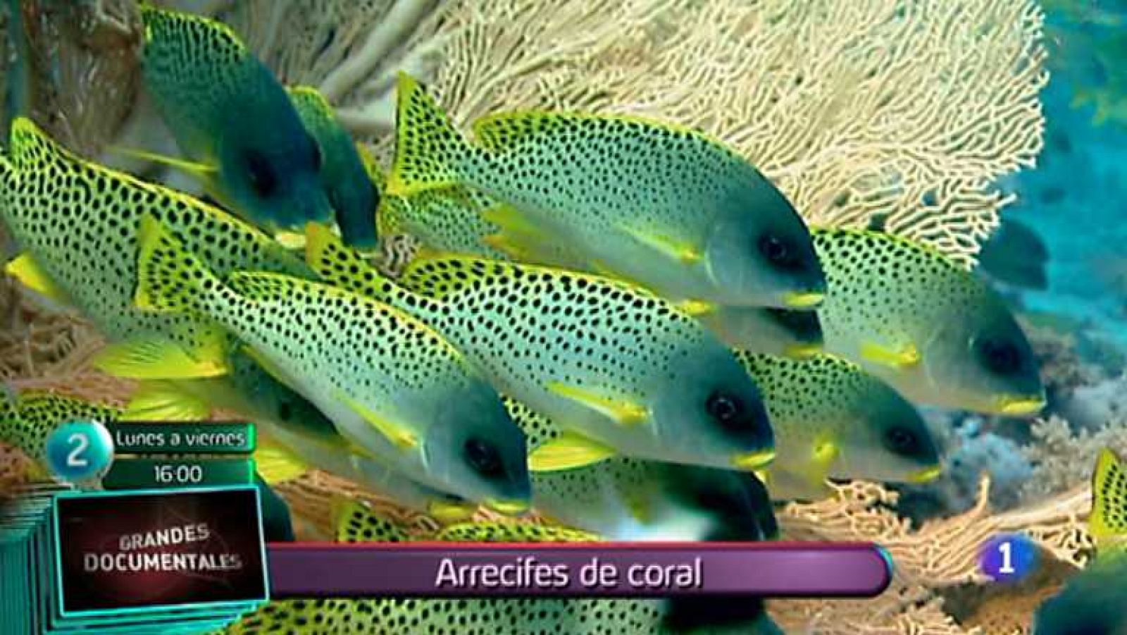 Lo que hay que ver - 15/03/14 - Ver ahora