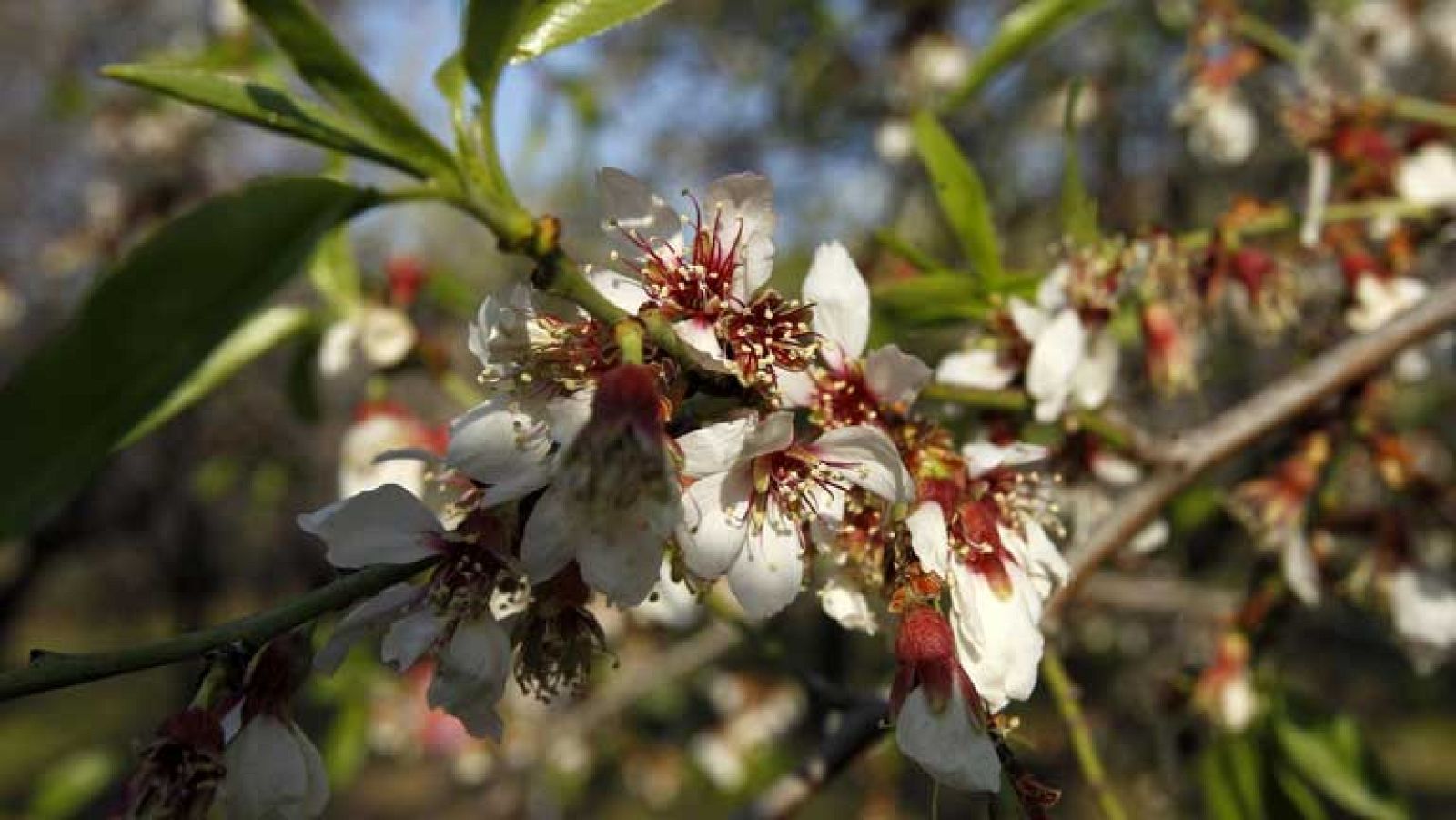 Nuboso en el norte con nieve en cotas bajas y descenso térmico