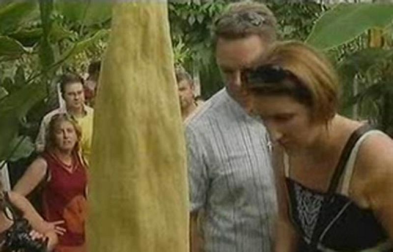 Durante setenta y dos horas podemos ver en Bélgica la flor más grande del mundo | Ver