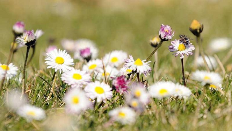 Subida ligera de las temperaturas diurnas, más en el este y noreste