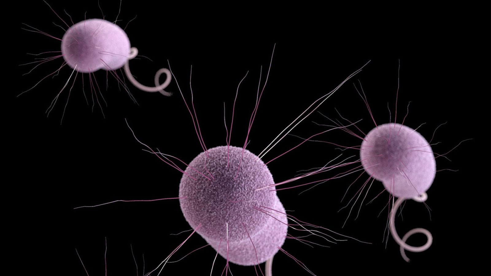 Documentos TV - Una bacteria de pesadilla - Avance - Documentos TV | Ver