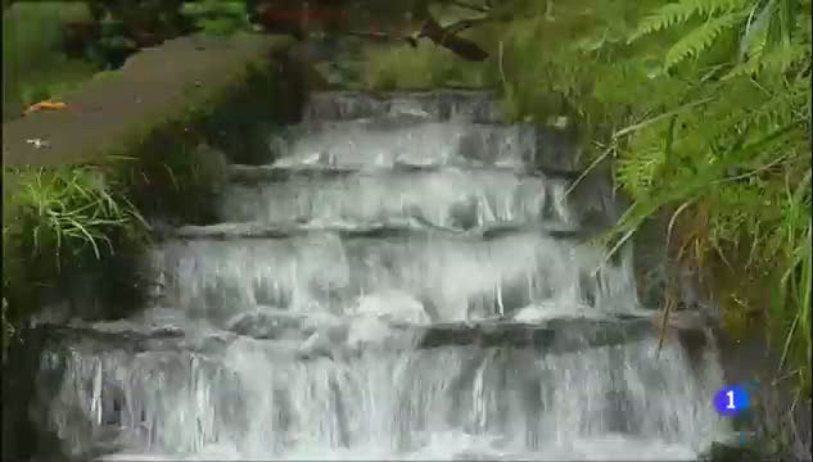 Aulaga - Levada das 25 Fontes - Madeira