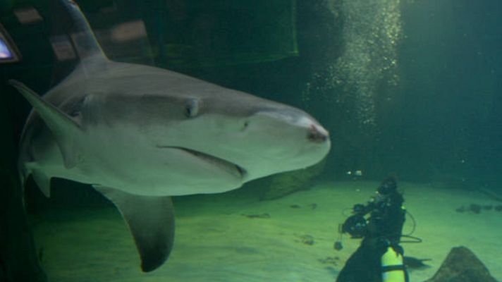 Eurovisión - Teaser 'Ruth Lorenzo, entre tiburones'