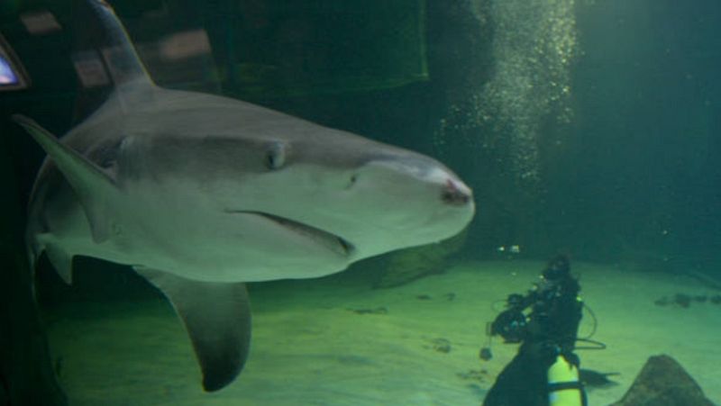 Eurovisión 2014 - Teaser de 'Ruth Lorenzo, entre tiburones'