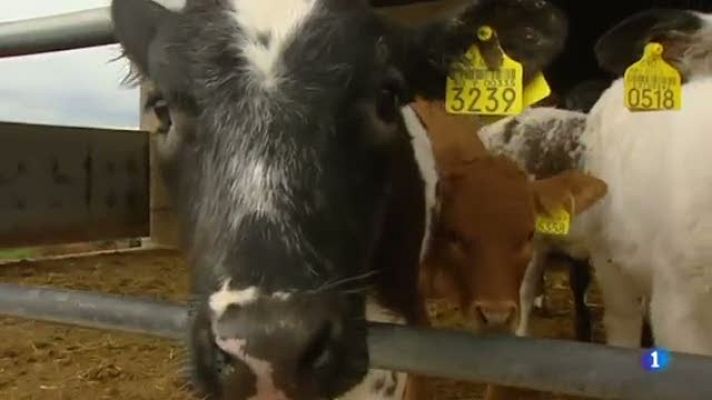 L'Informatiu - Com afecta el canvi d'hora en la producció animal