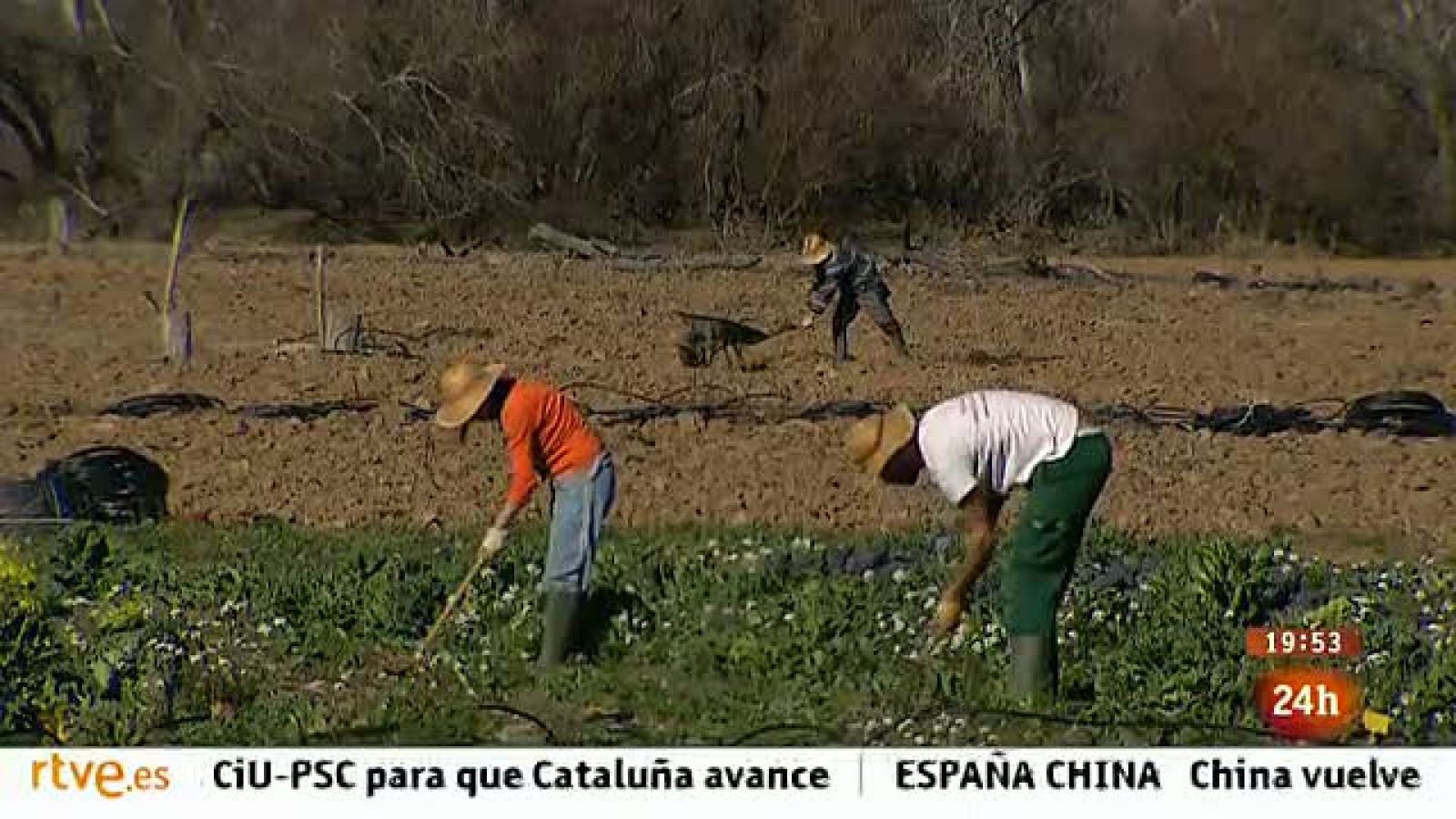 La Comisión Europea quiere simplificar la legislación sobre agricultura biológica para los pequeños productores. España, primera en producción; a la cola, en consumo.