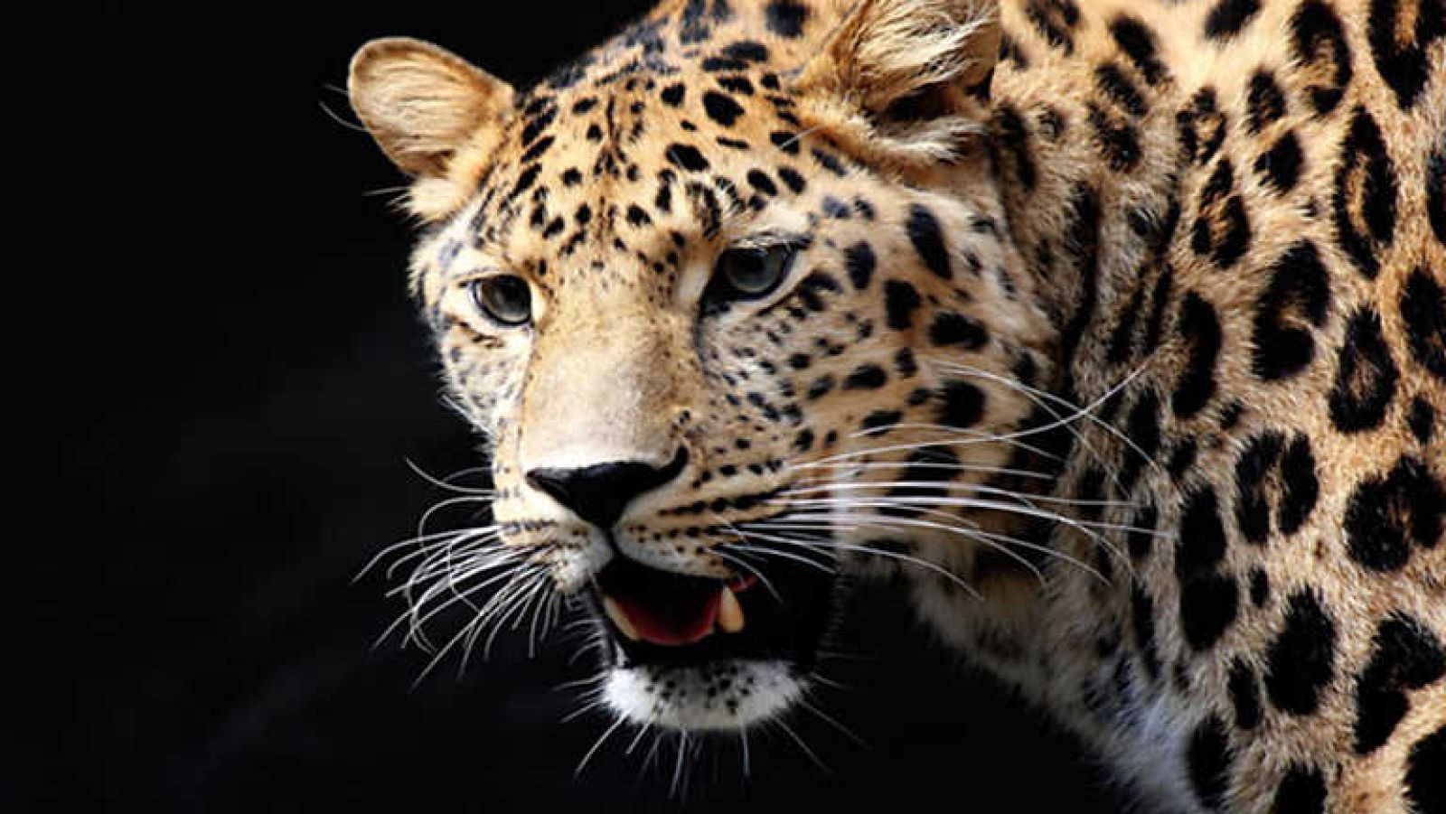 Grandes documentales - El león y el leopardo: Una peculiar amistad - ver ahora