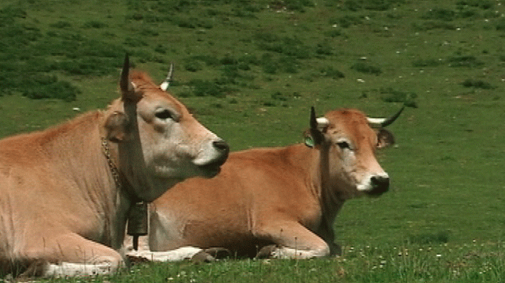 Liebres - Los animales