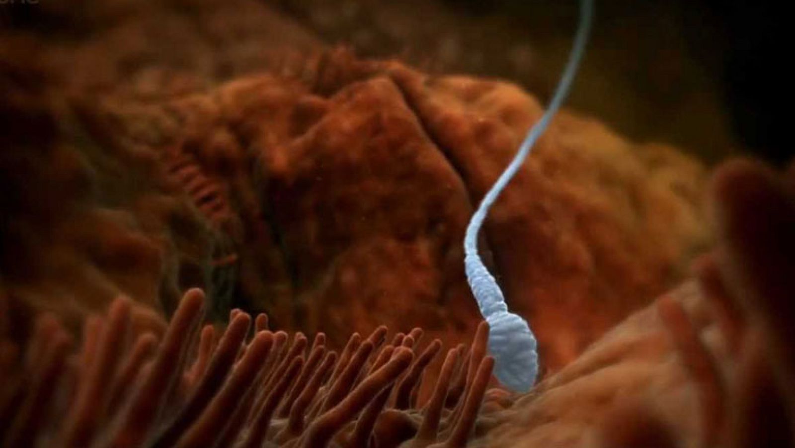 La serie documental de la BBC "En el interior del cuerpo humano", los jueves en La 2 - Documenta2 | Ver