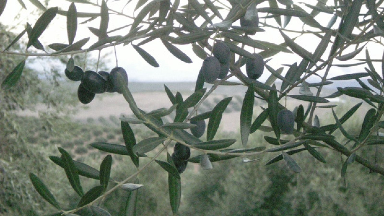 El zumo milenario - Avance