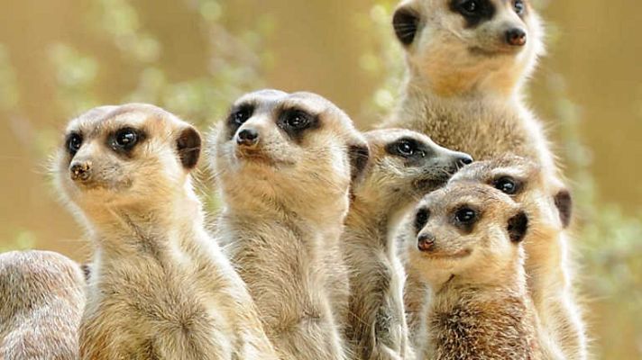 Grandes documentales - Un año en la Naturaleza 2