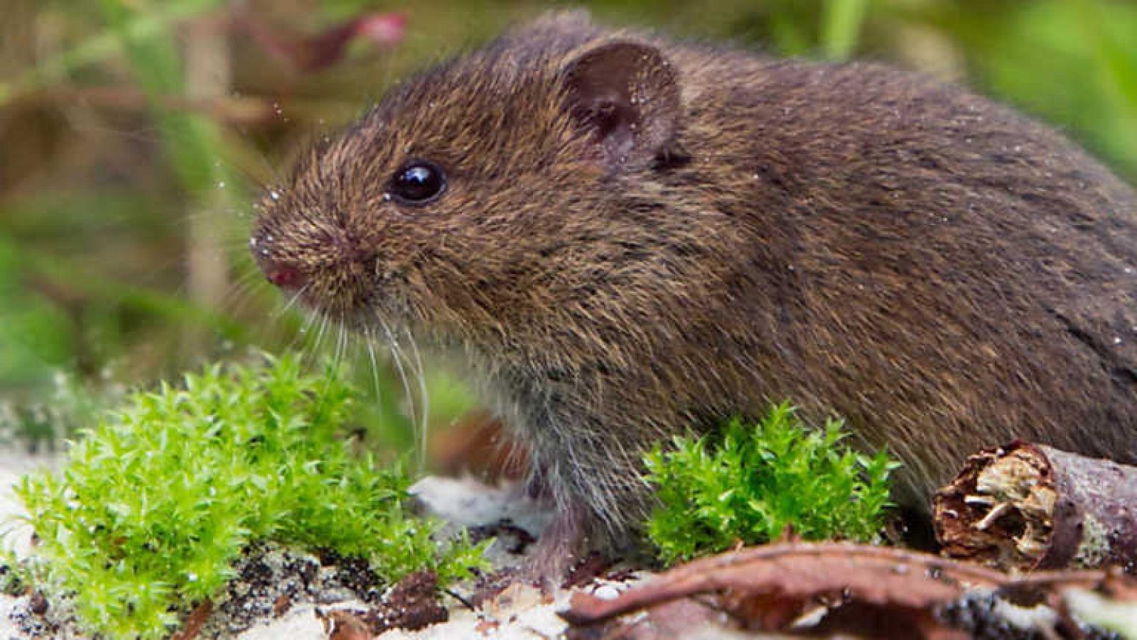 El escarabajo verde - Veneno en la meseta - ver ahora