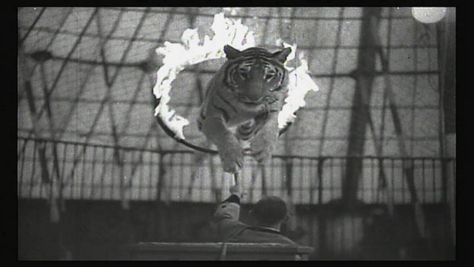 El Escarabajo Verde - Animales de circo: En la cuerda floja - Avance