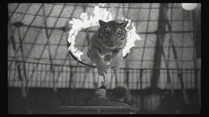 El escarabajo verde - Animales de circo: En la cuerda floja - Avance