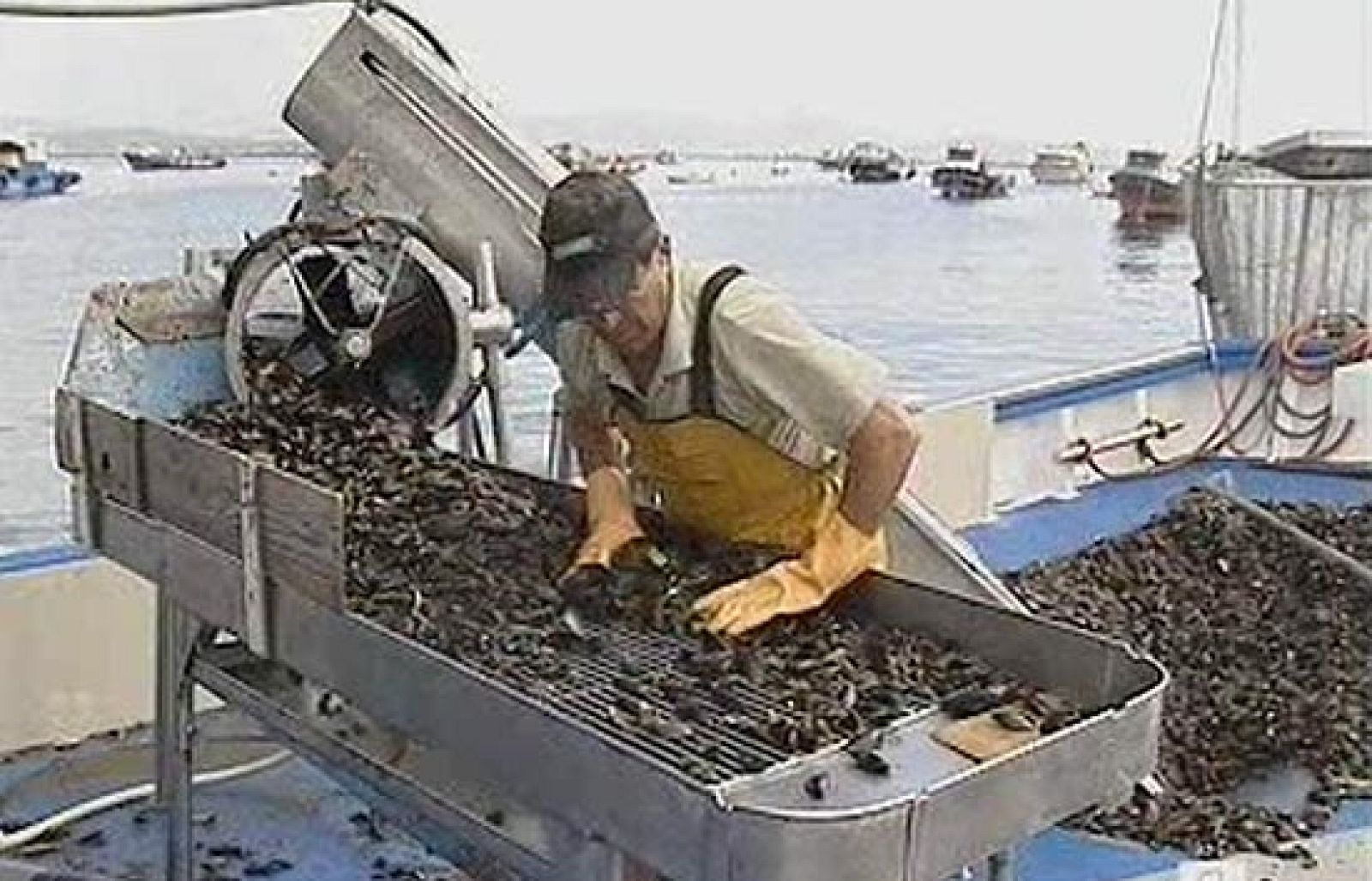 Continúa el paro que afecta a la industria mejillón | Ver