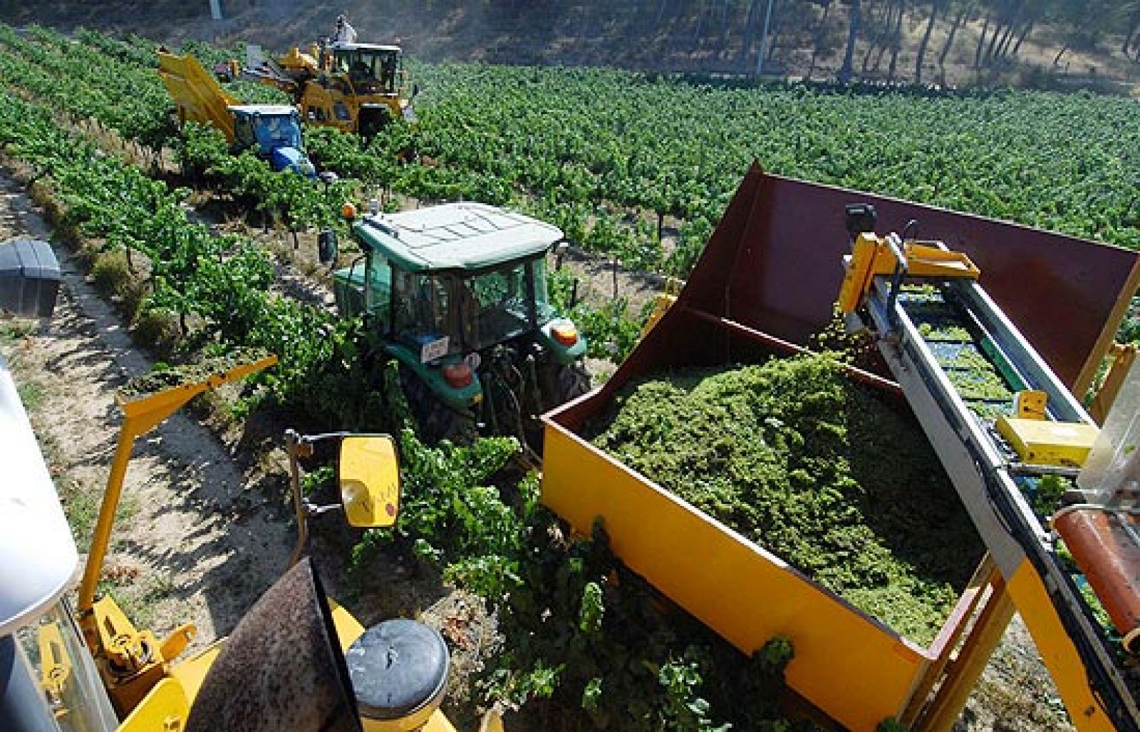La vendimia más sofisticada, en Lleida