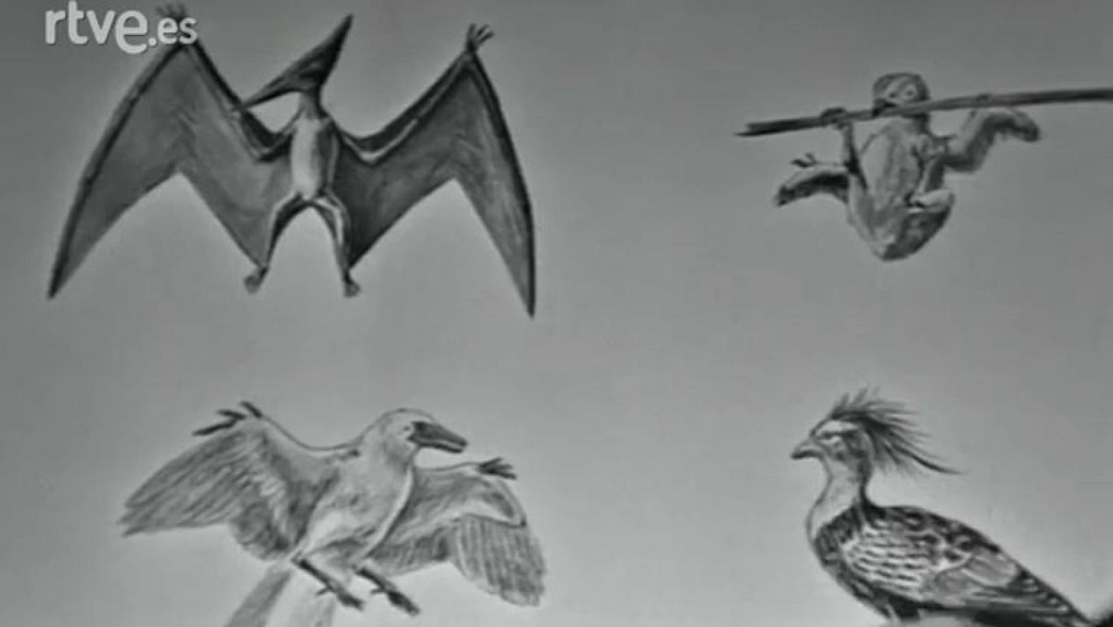 Fauna - Fauna sudamericana