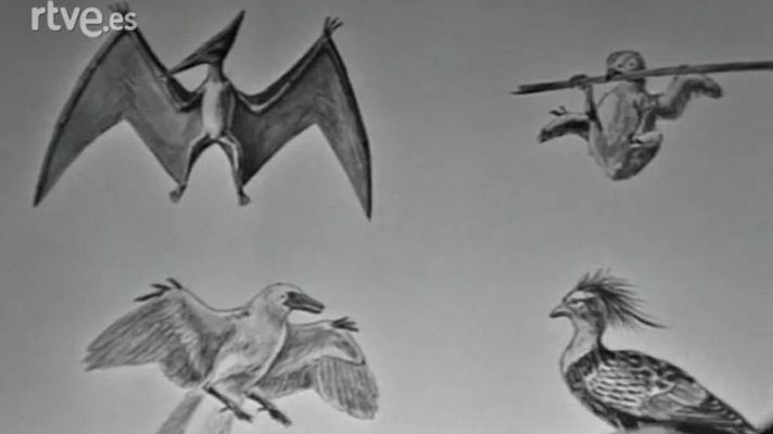 El planeta azul - Fauna sudamericana