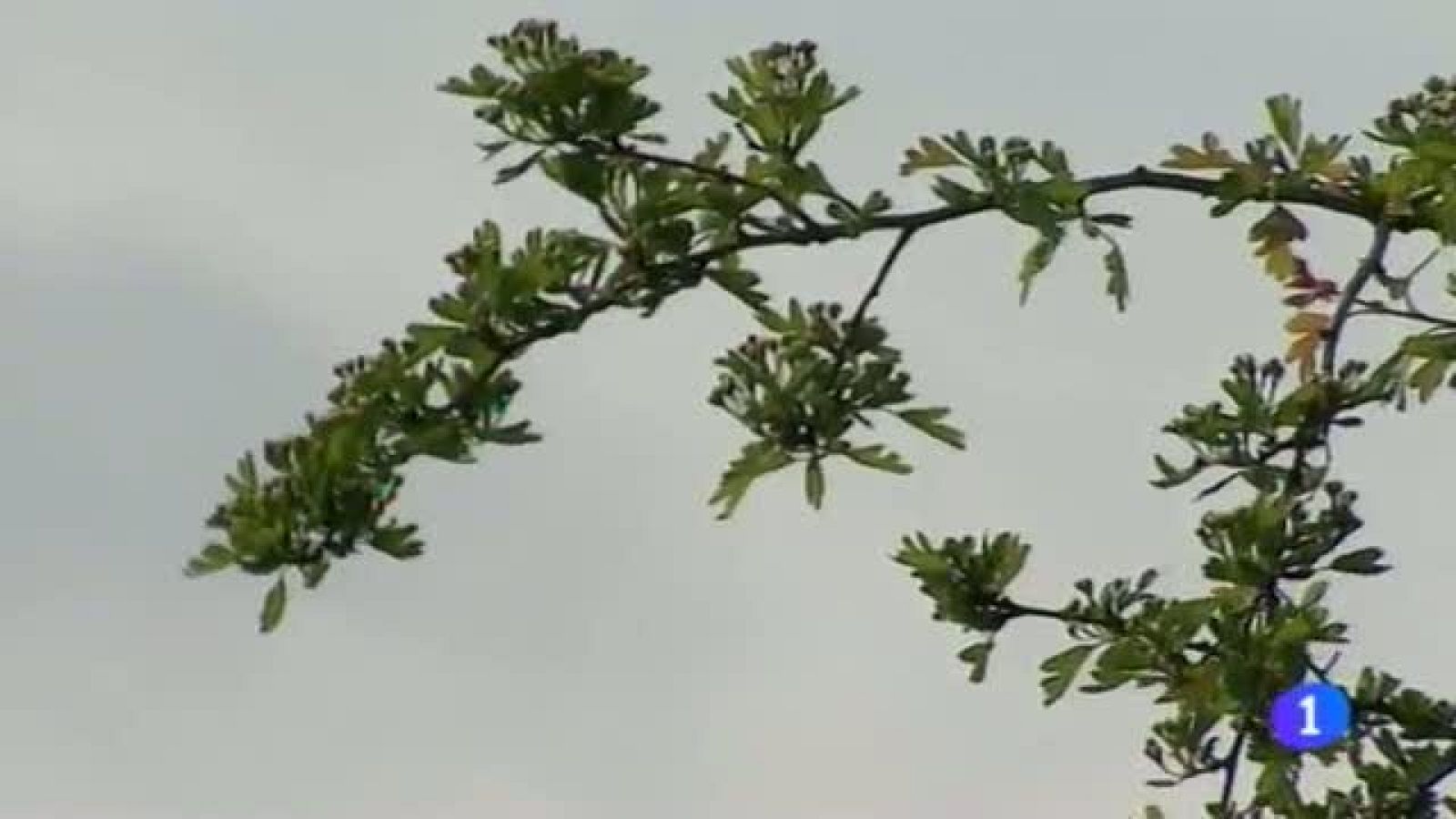 Telenavarra en 2' - 24/04/2014 | Ver