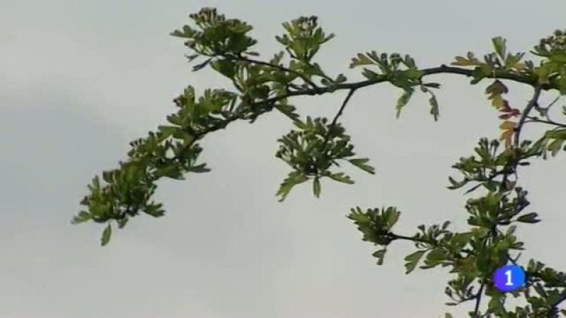 Telenavarra - 24/04/2014 | Ver