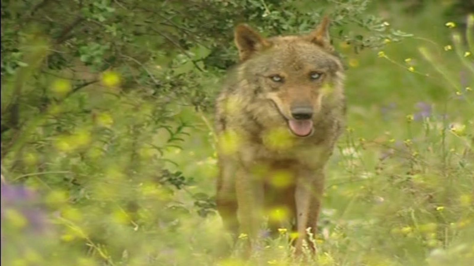 La Junta de Castilla y León  subasta en Internet la caza de ocho lobos