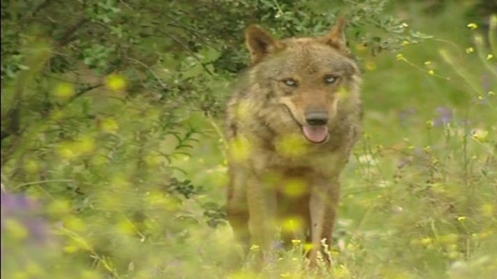 Telediario 1 - Plataforma en Defensa del Lobo Ibérico