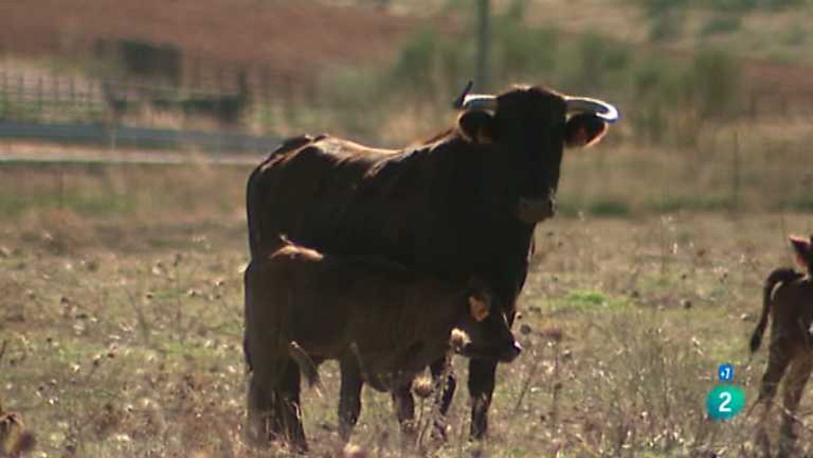 Tendido Cero - 26/04/14 - ver ahora