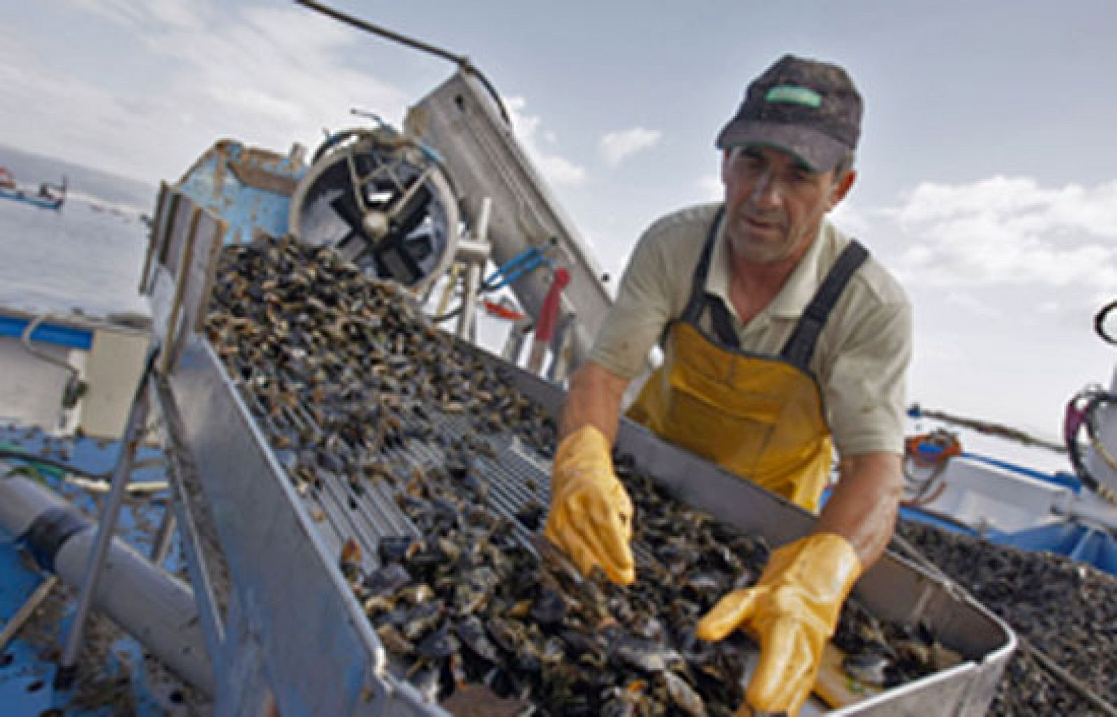 Los mejilloneros siguen sin sumistrar su producto | Ver